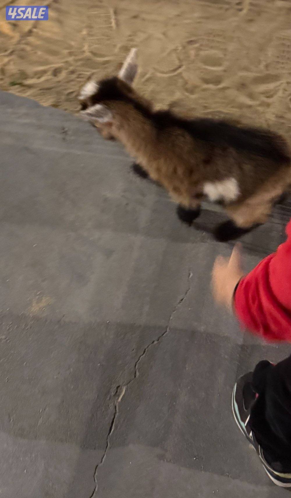 جيكي قزم صغير أليف يشرب رضاعة2