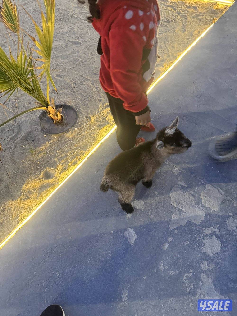 جيكي قزم صغير أليف يشرب رضاعة3