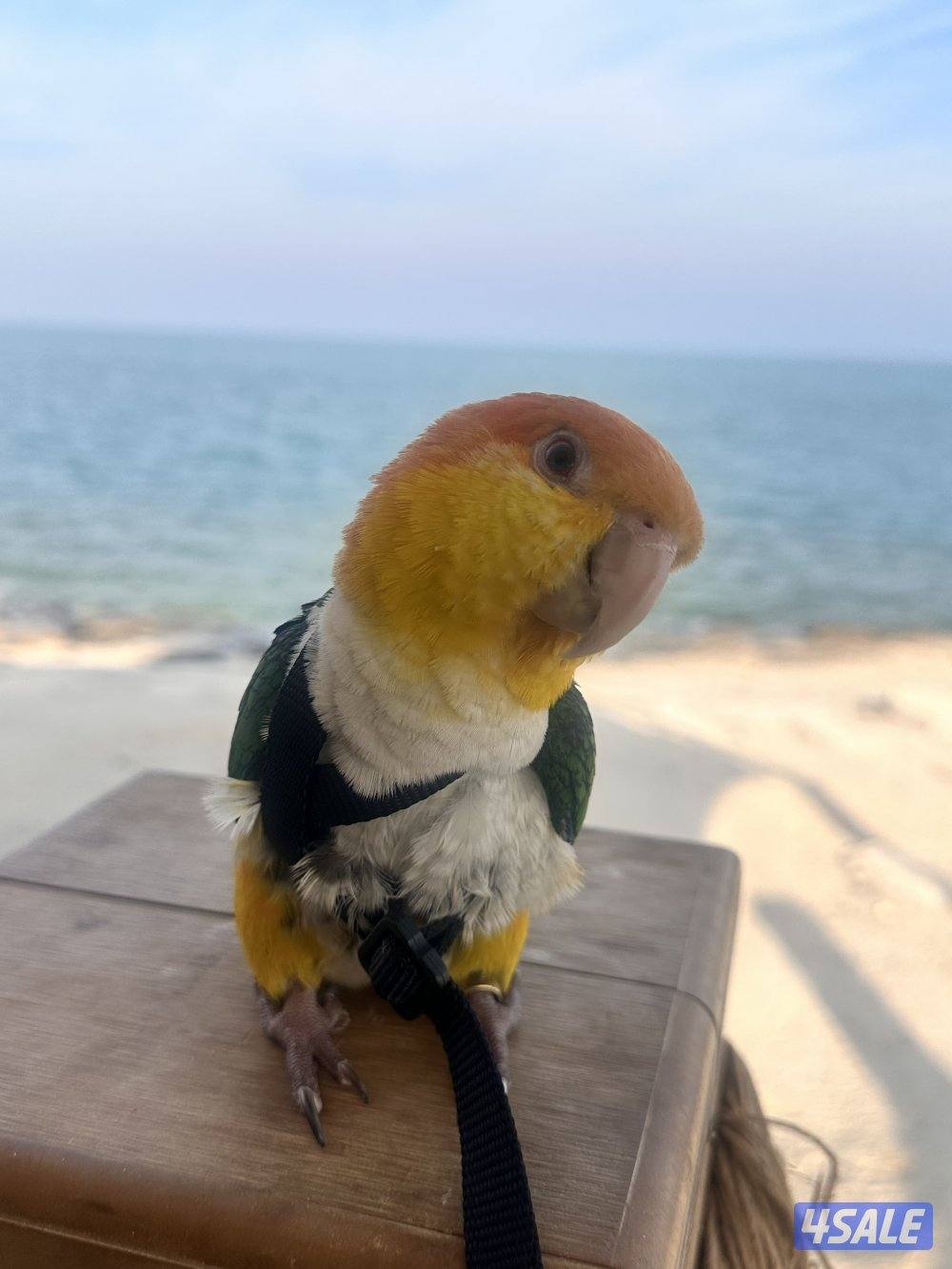 ببغاء وايت بيلي كاييك ذكر - سنجاب شوقر قلايدر0