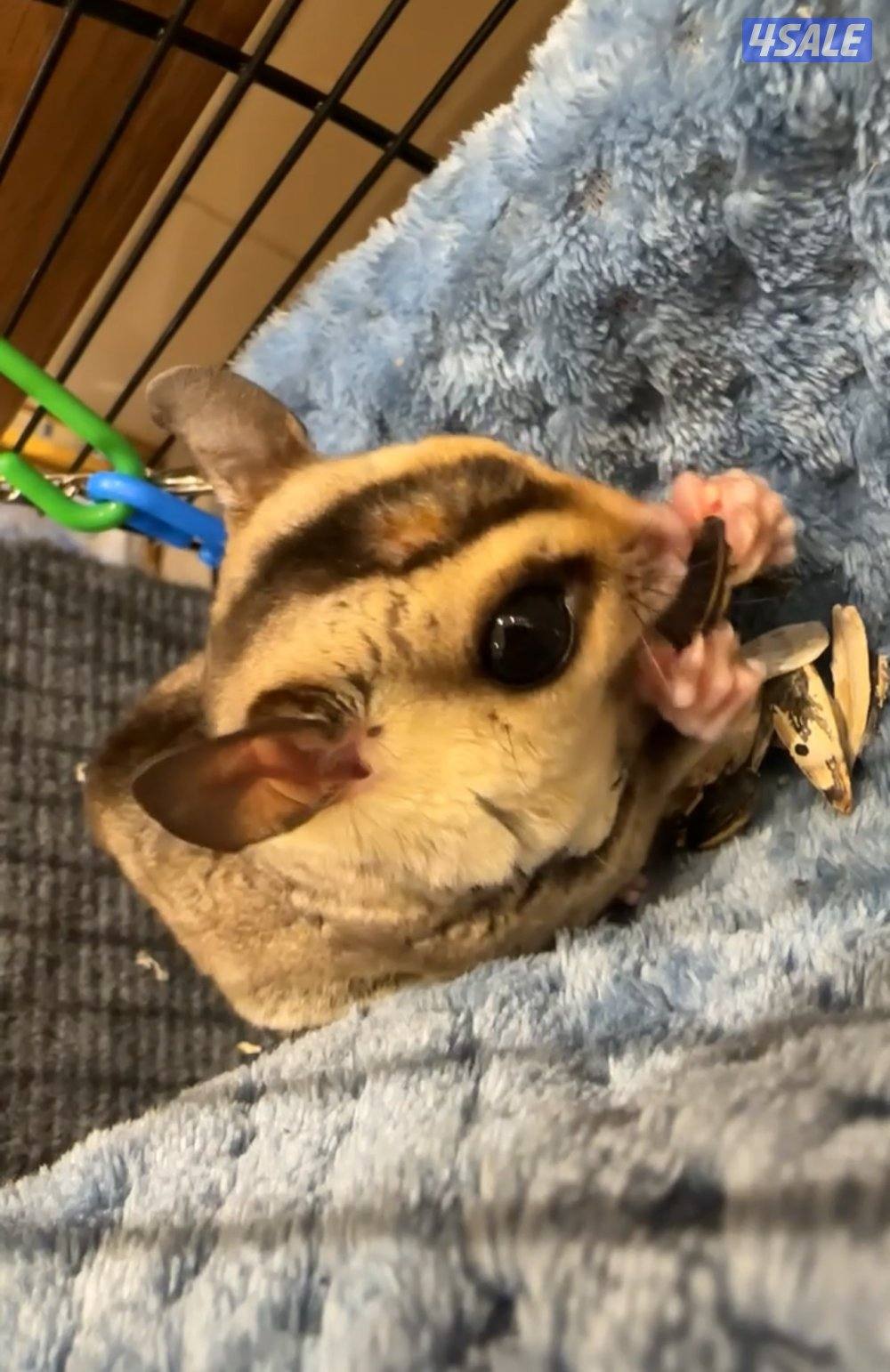 ببغاء وايت بيلي كاييك ذكر - سنجاب شوقر قلايدر1