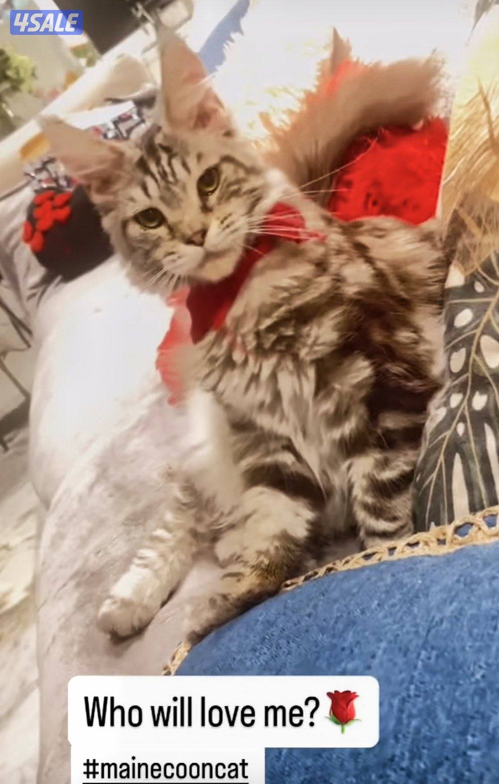 MaineCoon cats - WCF pedigree0