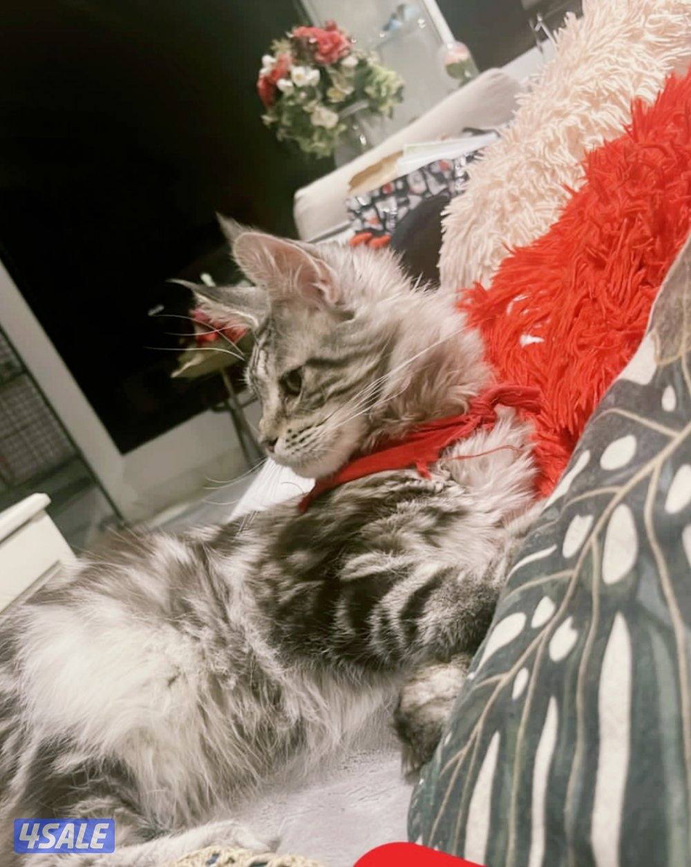 MaineCoon cats - WCF pedigree1