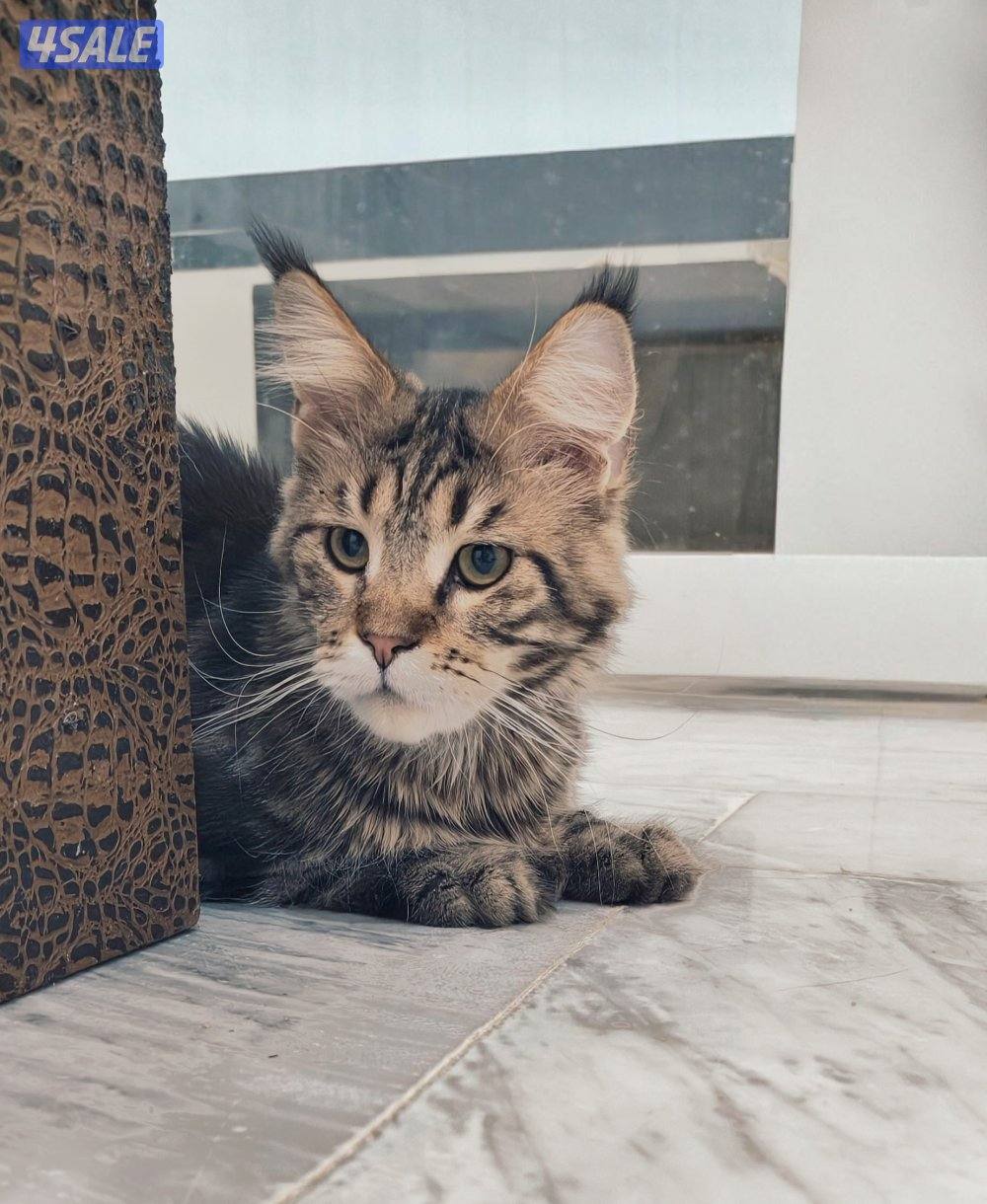 MaineCoon cats - WCF pedigree2