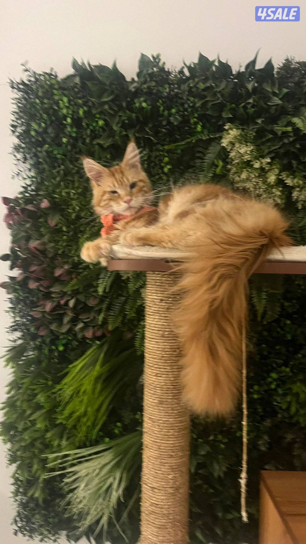 MaineCoon cats - WCF pedigree3