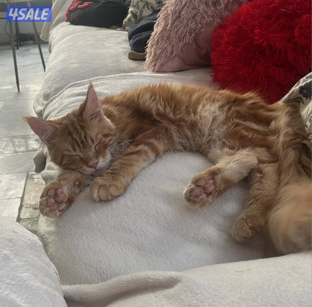 MaineCoon cats - WCF pedigree4