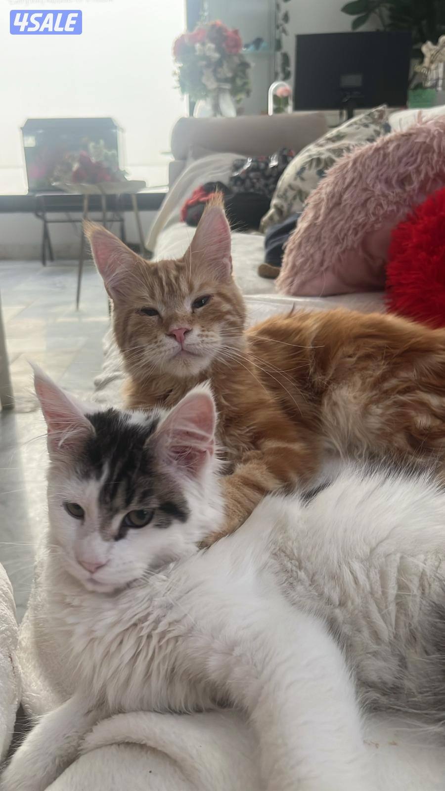 MaineCoon cats - WCF pedigree5