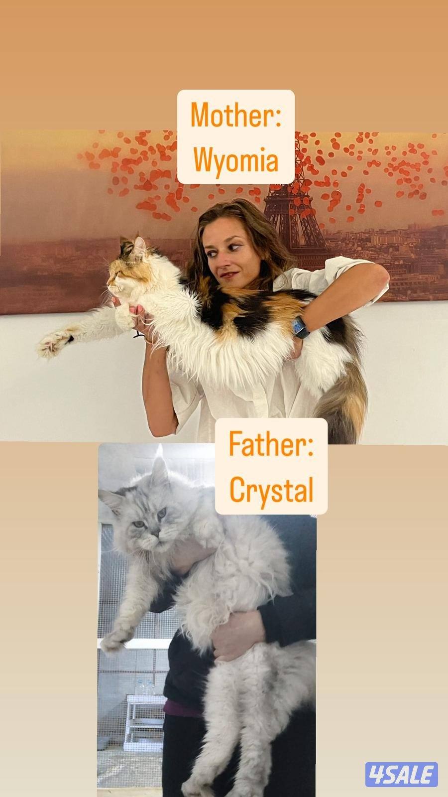 MaineCoon cats - WCF pedigree8