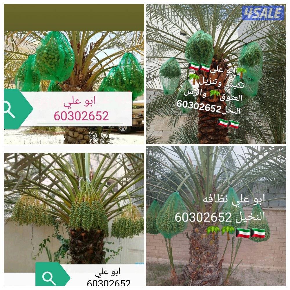 🌴‏ تلقيح النخيل🌴جميع قص الأشجار🌲 خبرة 20 عام 🌺‏أسعار🎄 مغريةابوعلي1