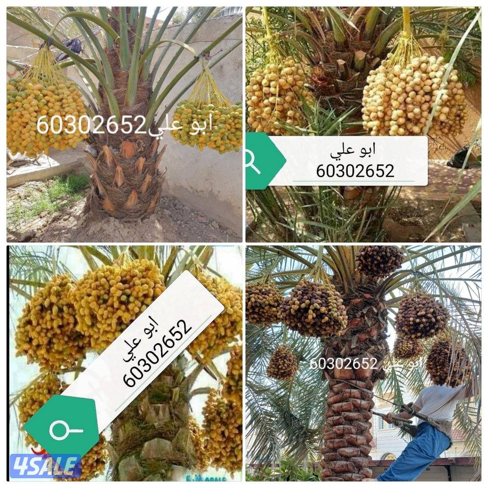 🌴‏ تلقيح النخيل🌴جميع قص الأشجار🌲 خبرة 20 عام 🌺‏أسعار🎄 مغريةابوعلي2