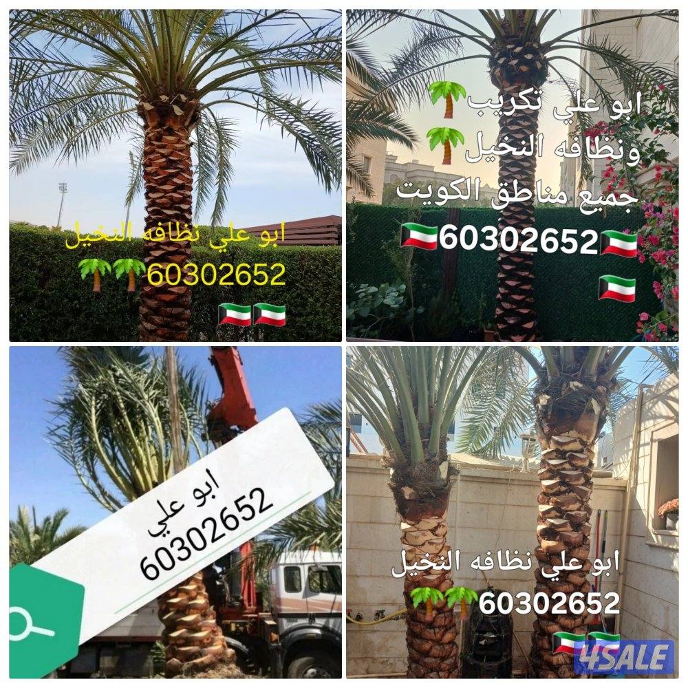 🌴‏ تلقيح النخيل🌴جميع قص الأشجار🌲 خبرة 20 عام 🌺‏أسعار🎄 مغريةابوعلي4