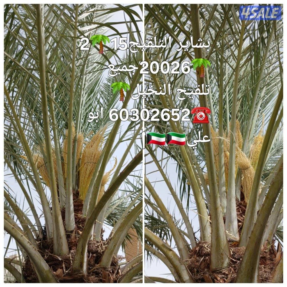 🌴‏ تلقيح النخيل🌴جميع قص الأشجار🌲 خبرة 20 عام 🌺‏أسعار🎄 مغريةابوعلي6