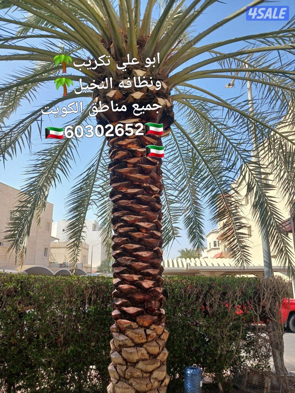 🌴‏ تلقيح النخيل🌴جميع قص الأشجار🌲 خبرة 20 عام 🌺‏أسعار🎄 مغريةابوعلي8