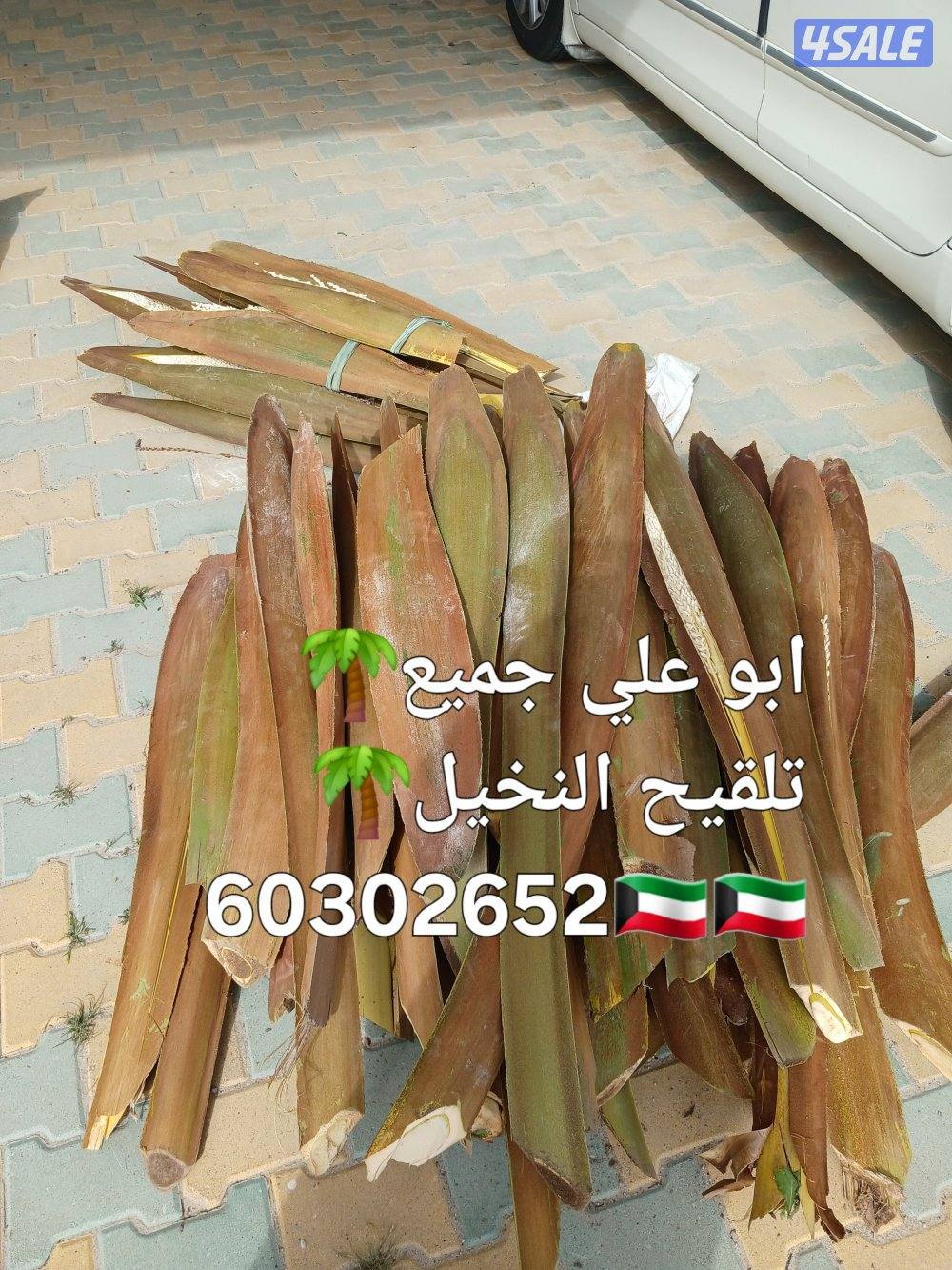 🌴‏ تلقيح النخيل🌴جميع قص الأشجار🌲 خبرة 20 عام 🌺‏أسعار🎄 مغريةابوعلي10