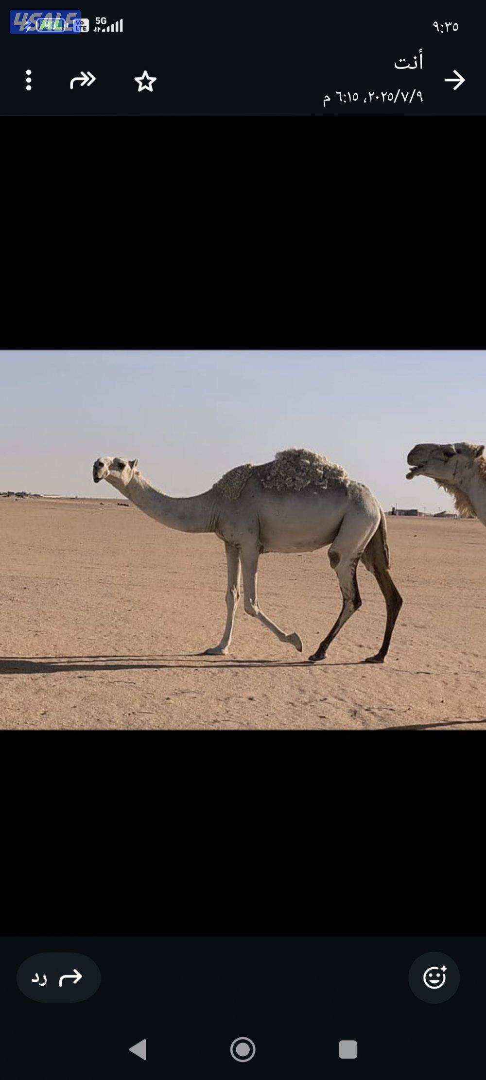 للبيع بكره  وضحه رمانيه طيبه جذعه منتجه0