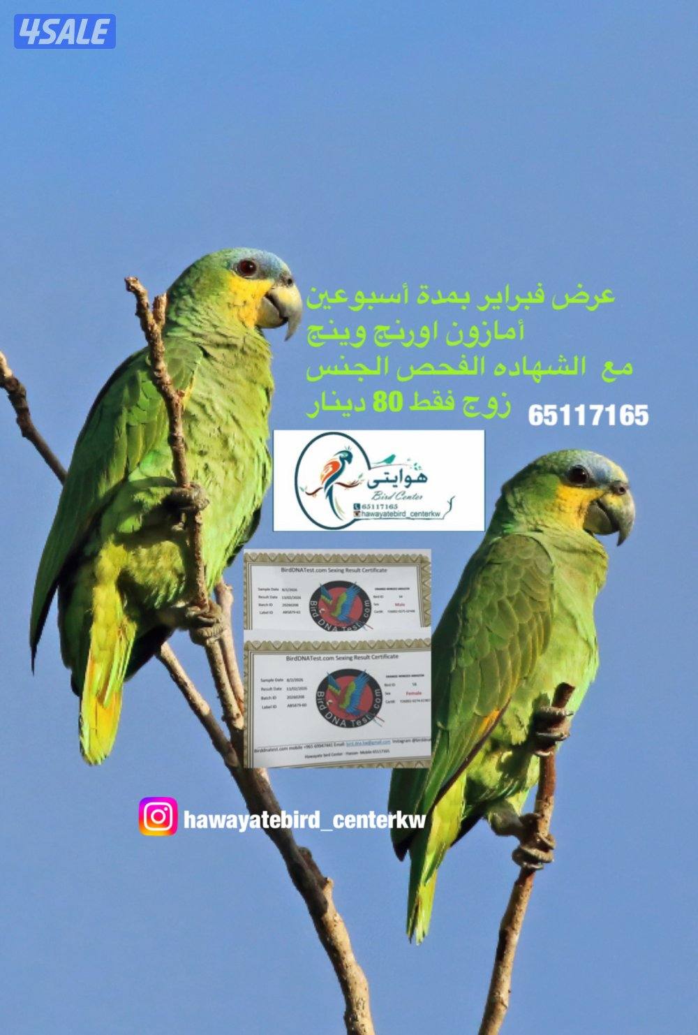 أمازون اورنج وينج  زوج0