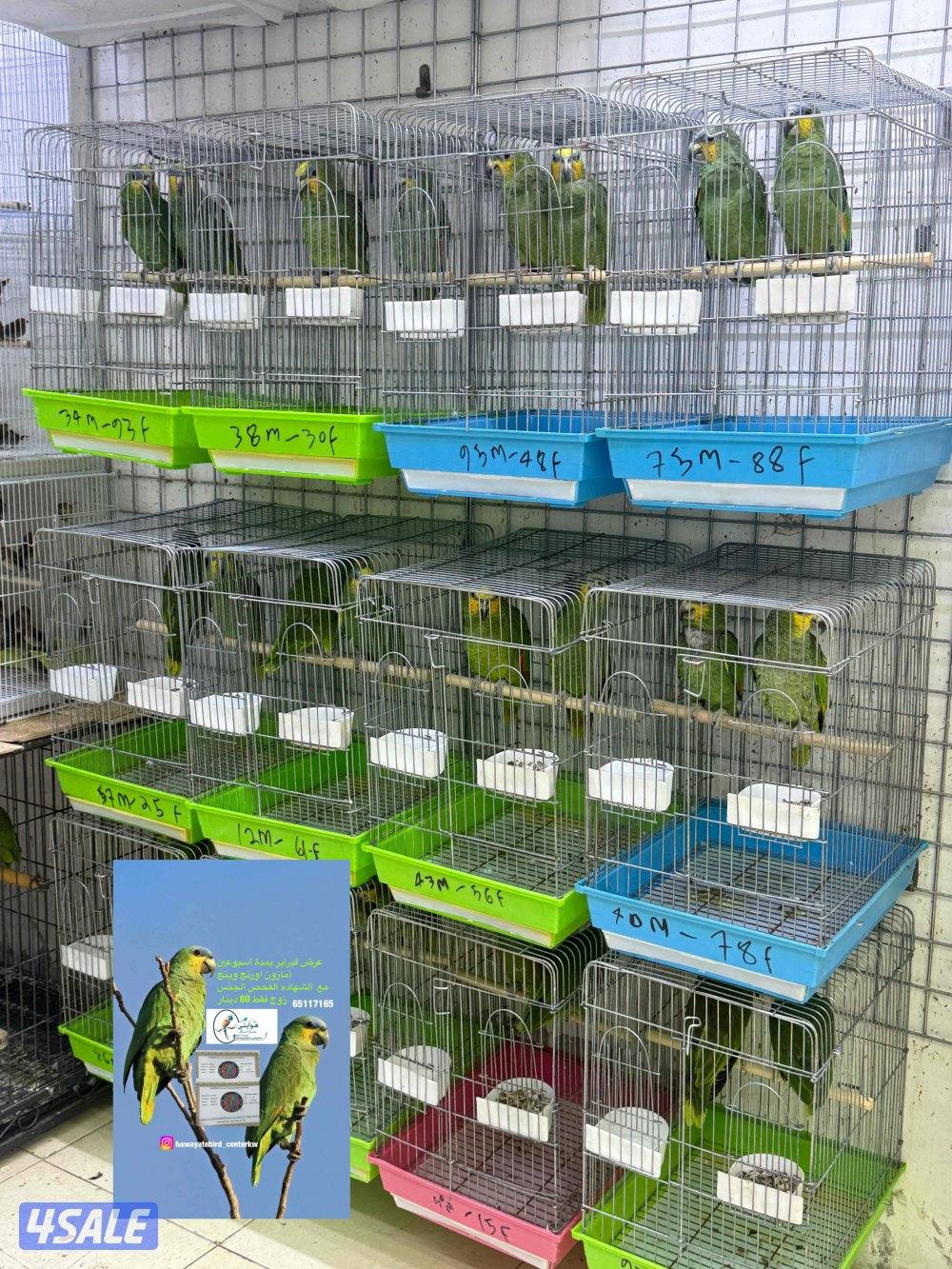 أمازون اورنج وينج  زوج2