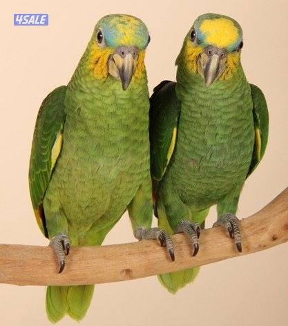 أمازون اورنج وينج  زوج4