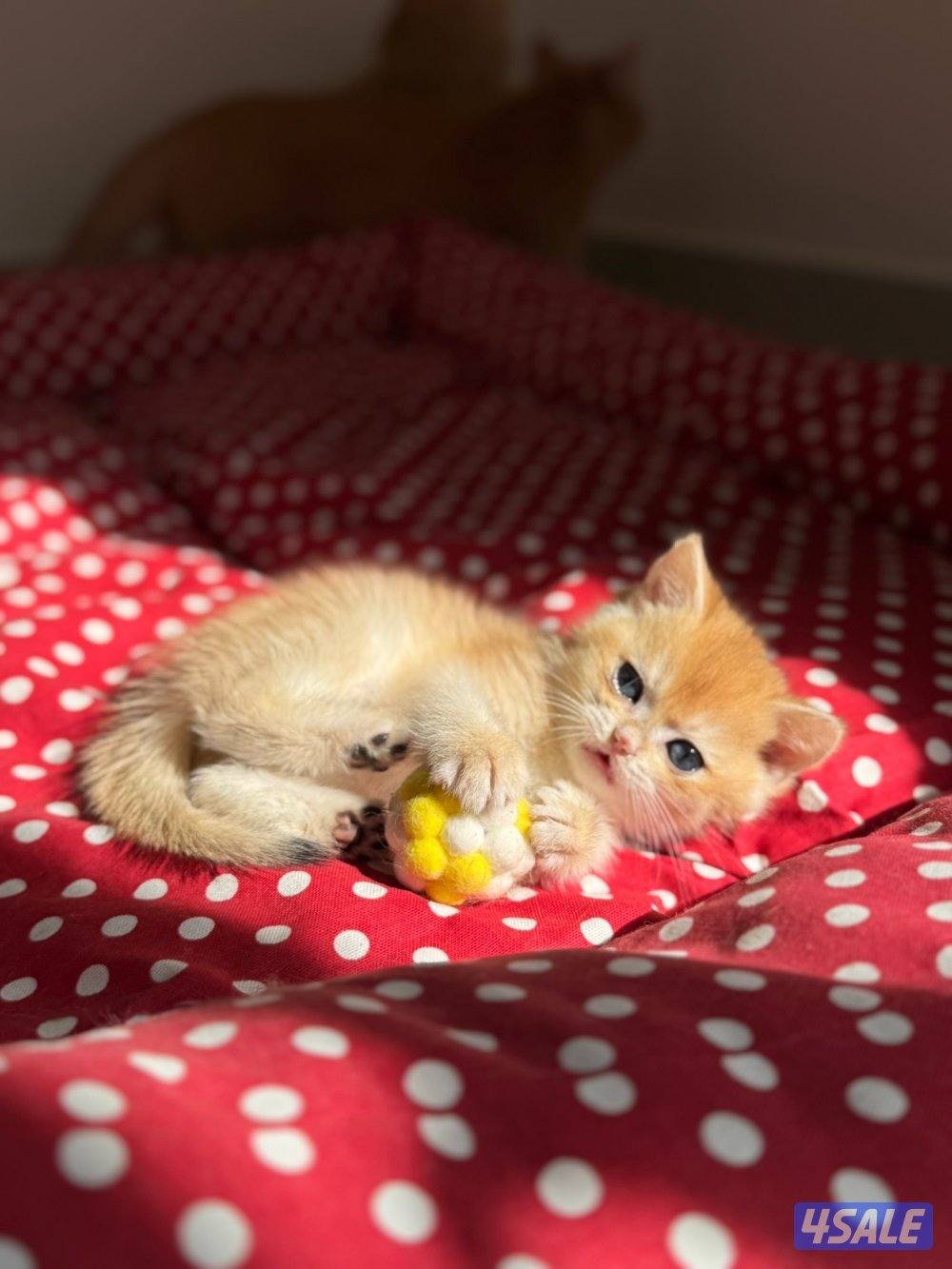 ذكر برتش ny12 العمر ٣ شهور خالي من الامراض0