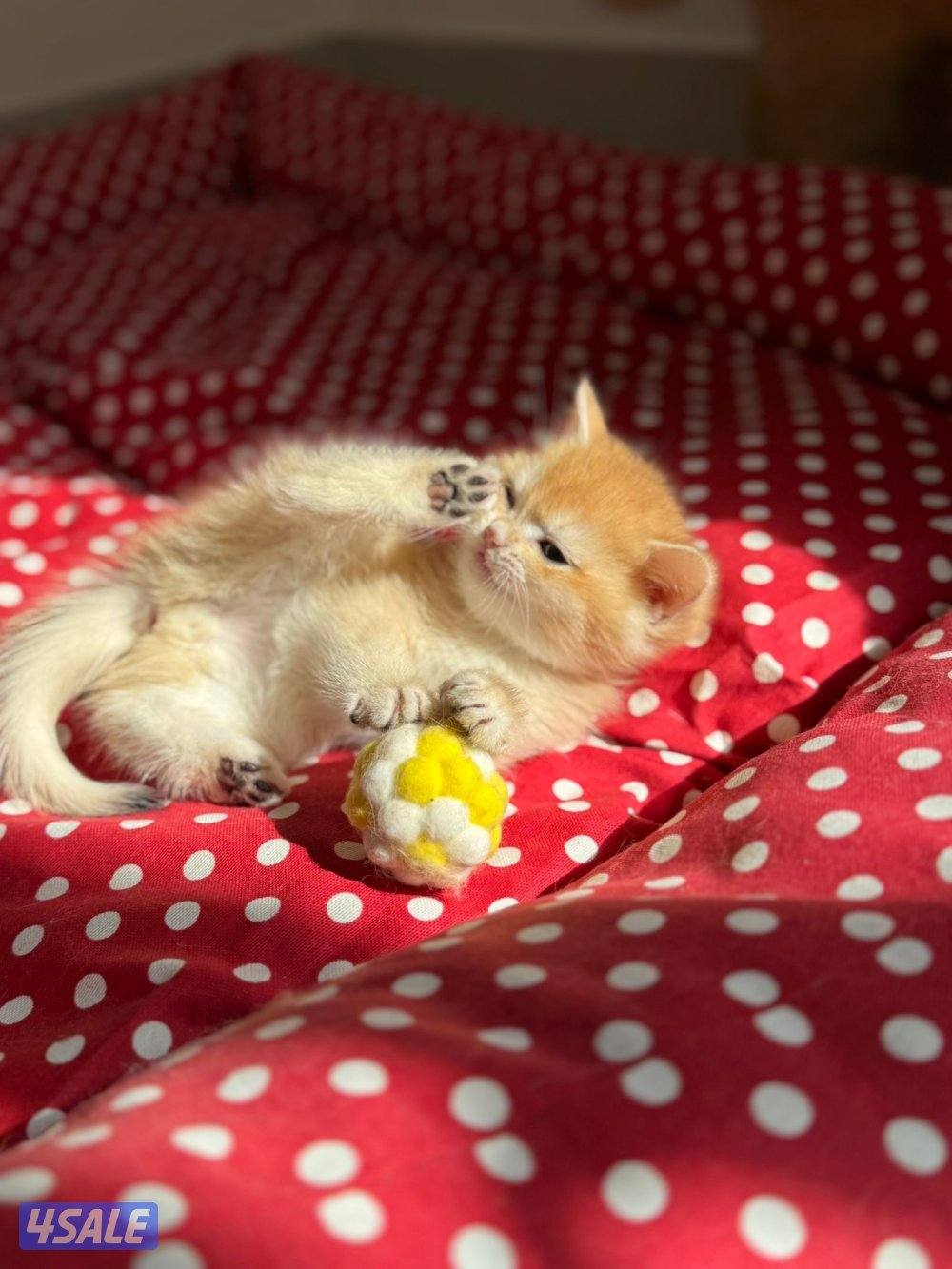 ذكر برتش ny12 العمر ٣ شهور خالي من الامراض1