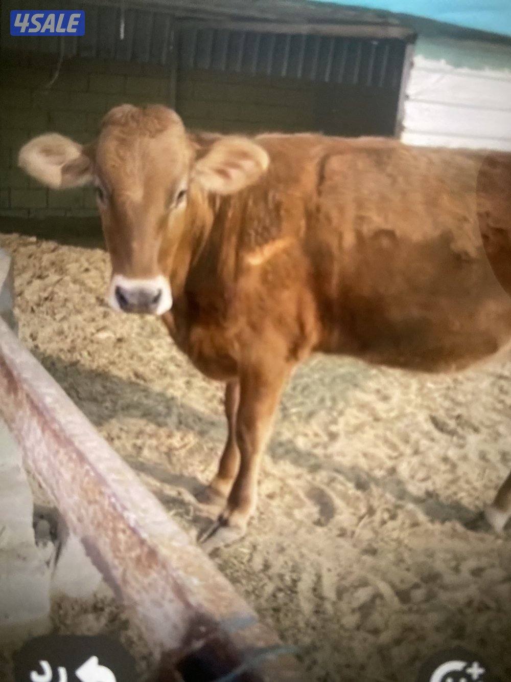 عجول بتلوا منتج كويتي وزن فوق 120 ك0