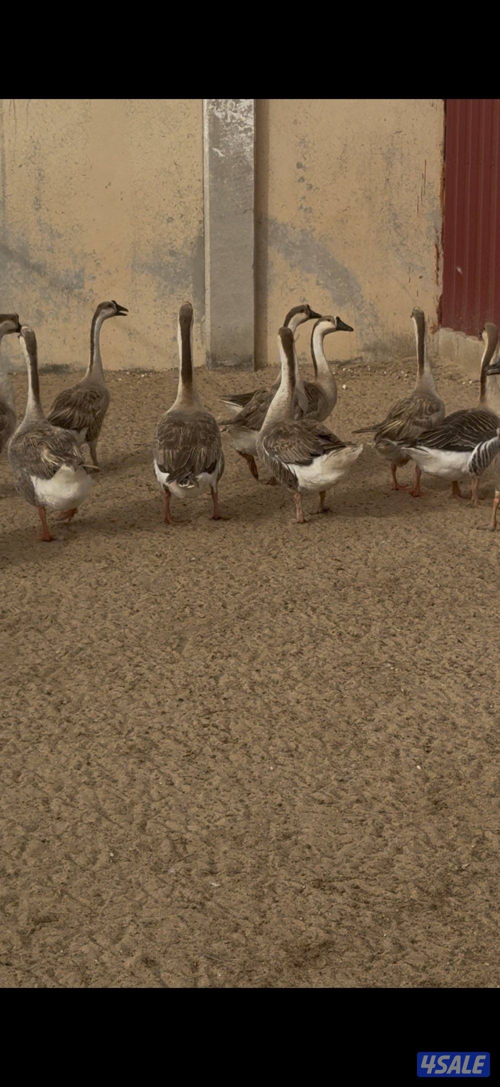 وز 🇨🇦 كندي0