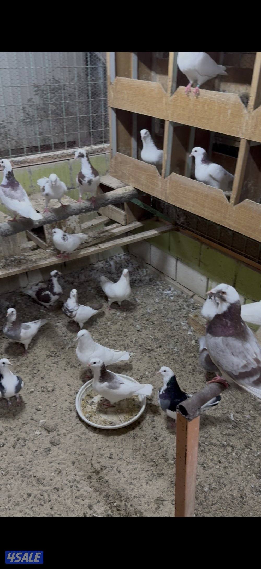 لاحم الوزان0