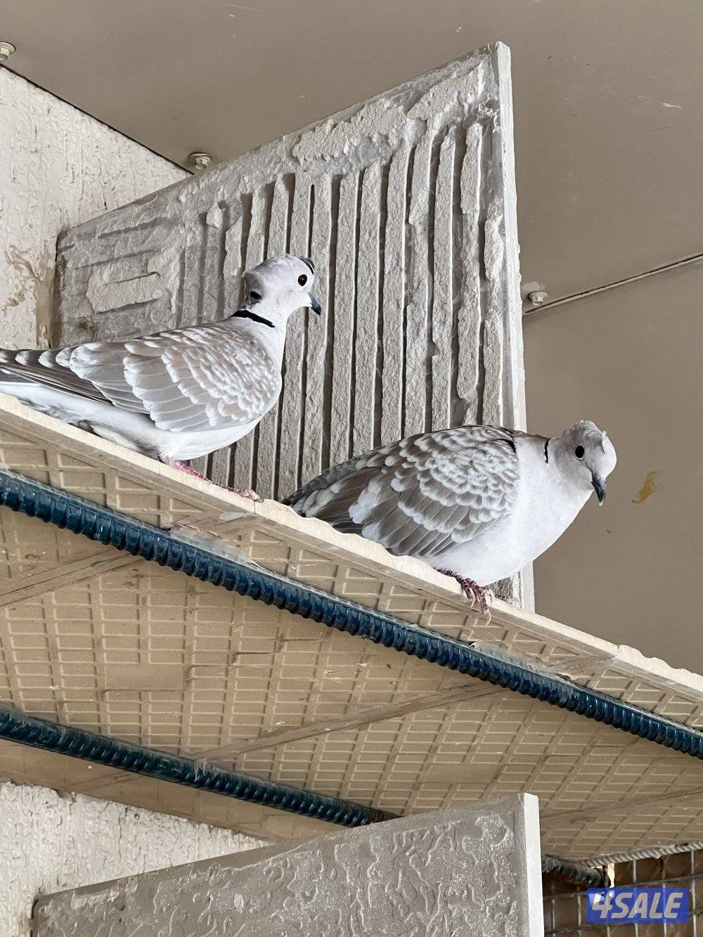 للبيع ياكريم ويمام0