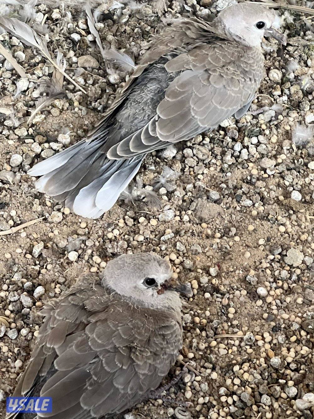 للبيع ياكريم ويمام1