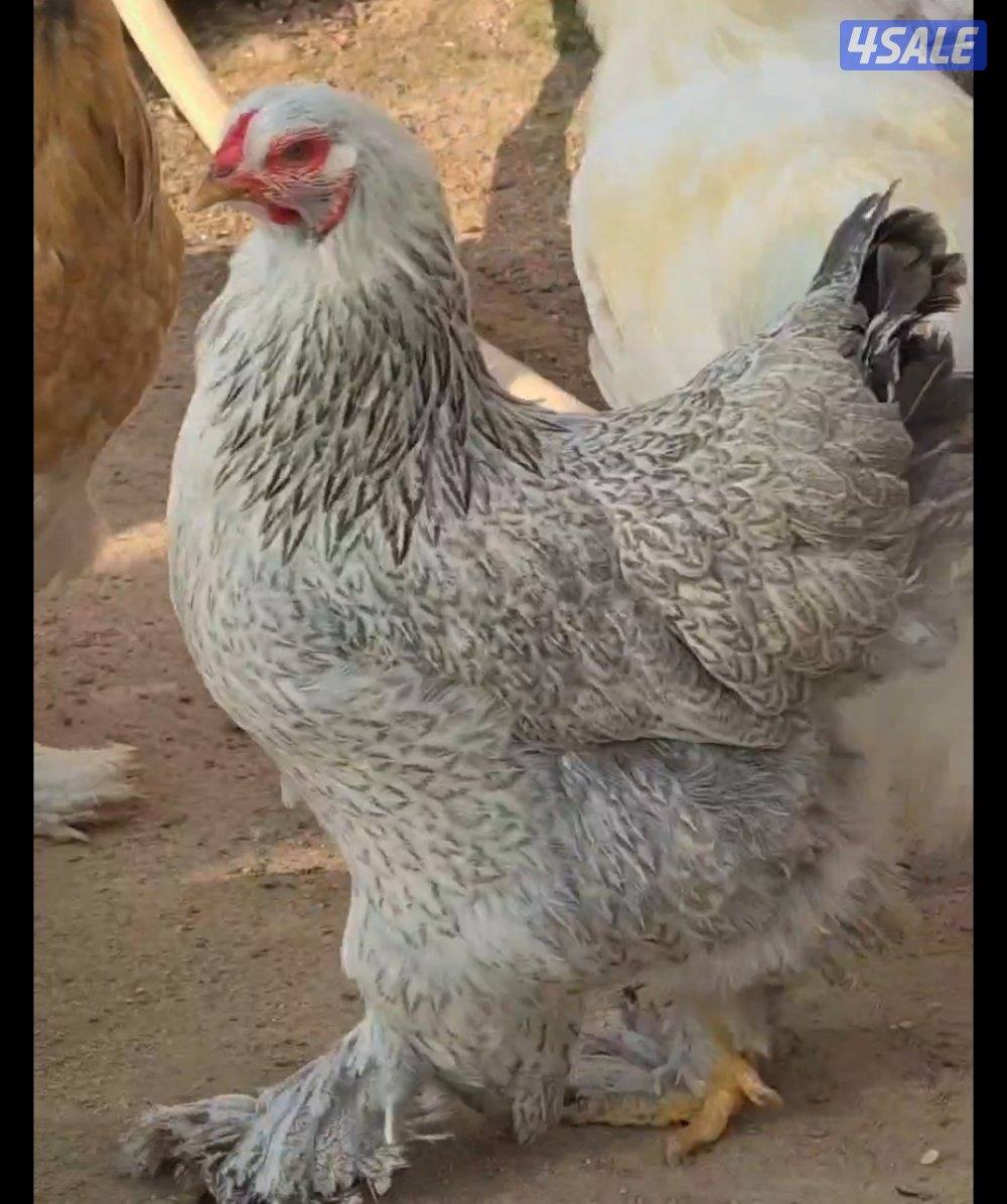 للبيع دجاج براهما الماني0