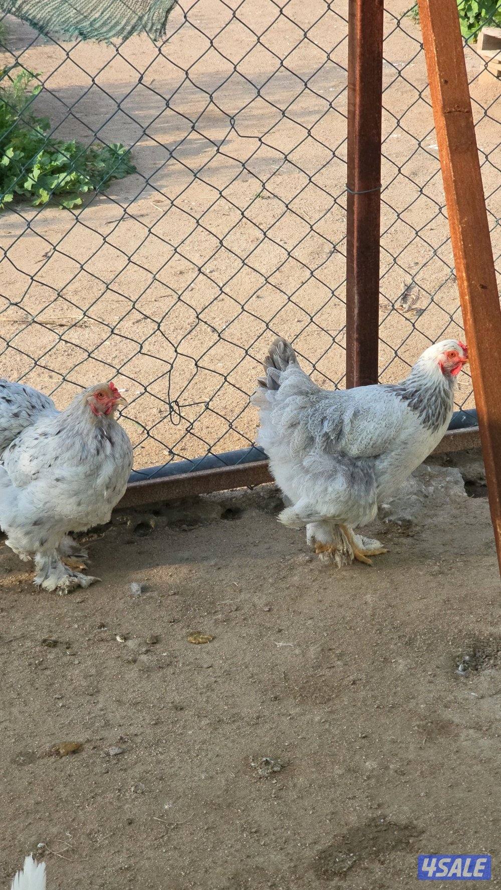 للبيع دجاج براهما الماني1