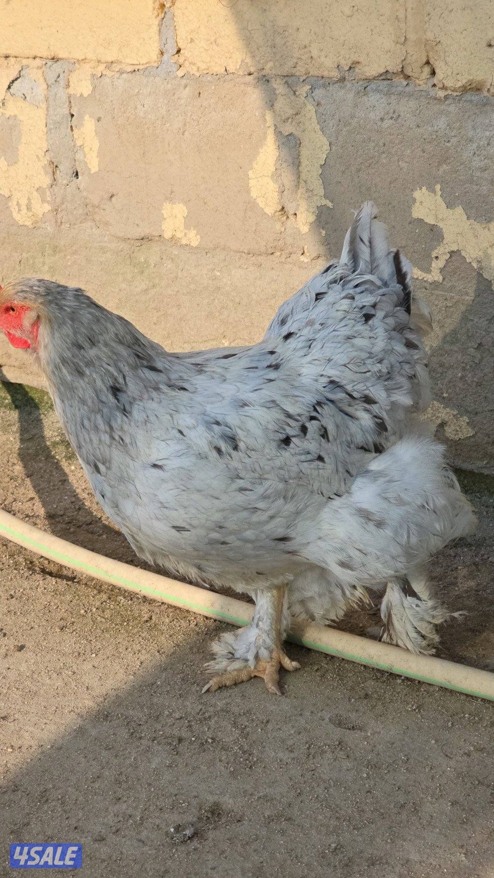 للبيع دجاج براهما الماني2