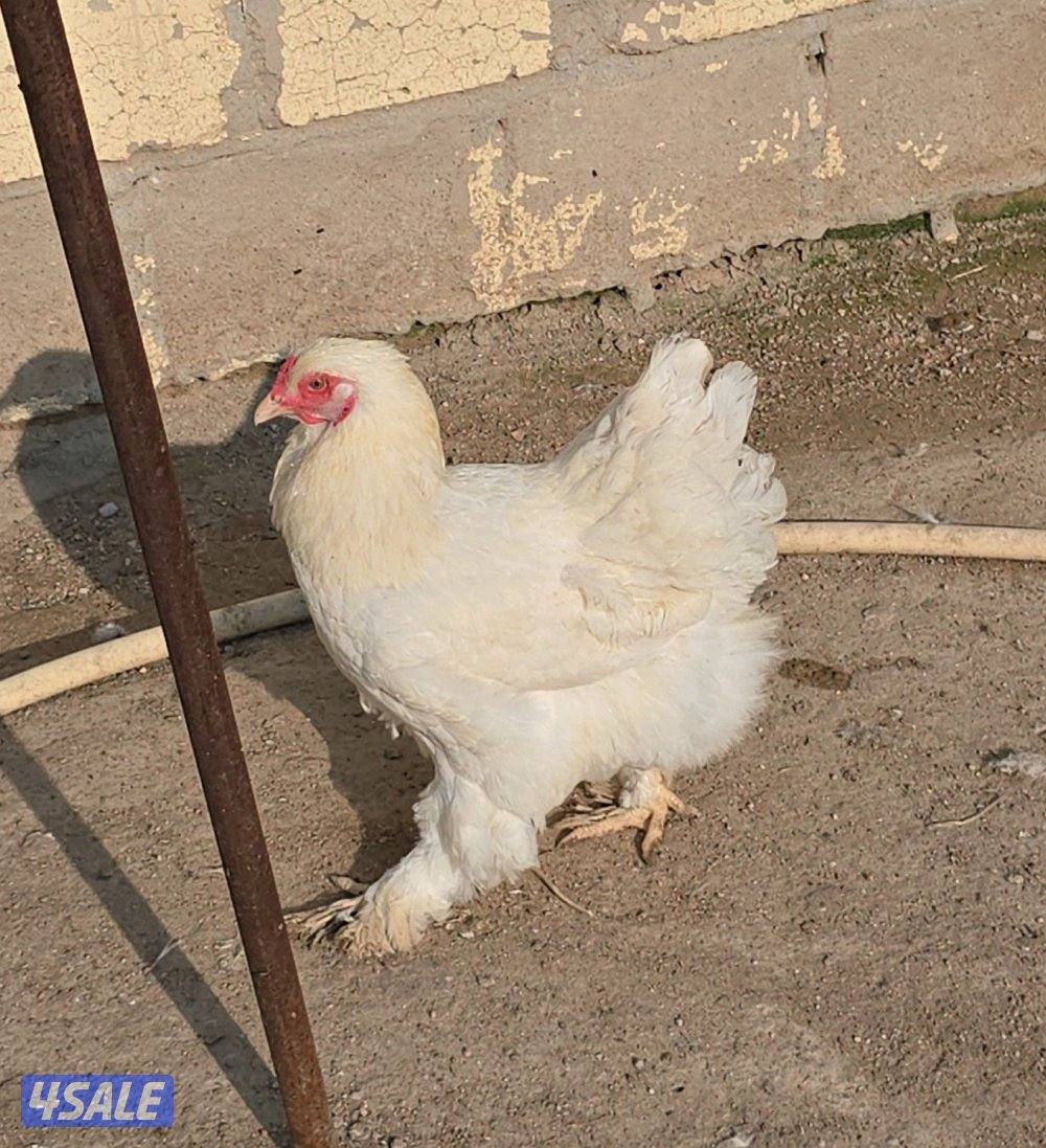للبيع دجاج براهما الماني4