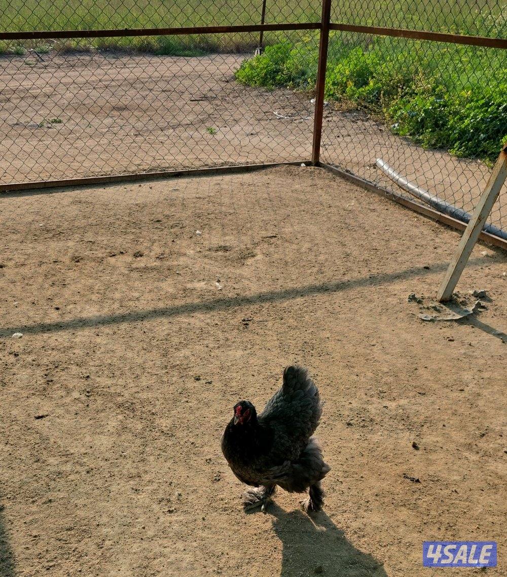 للبيع دجاج براهما الماني5