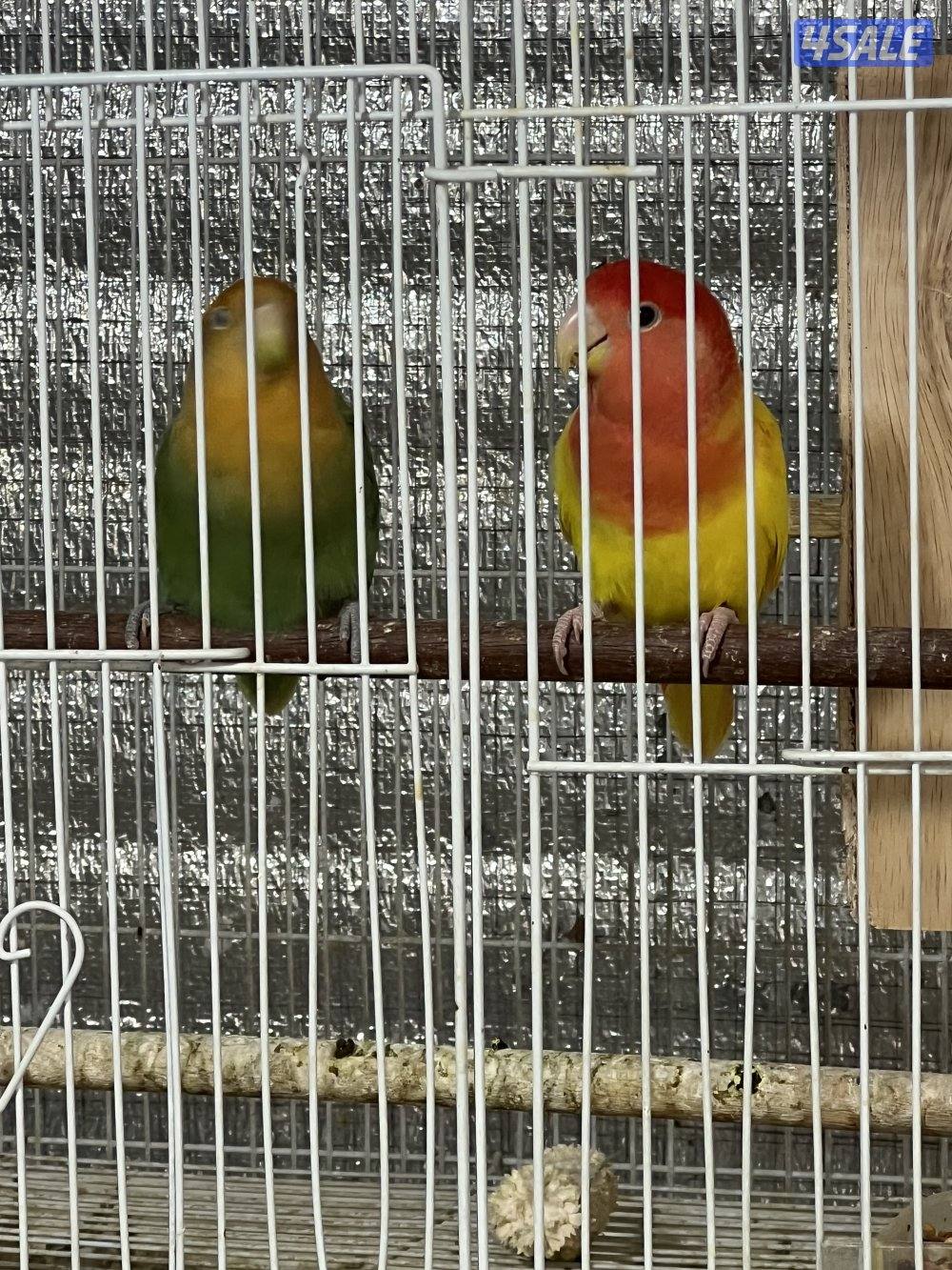 للبيع أزواج0