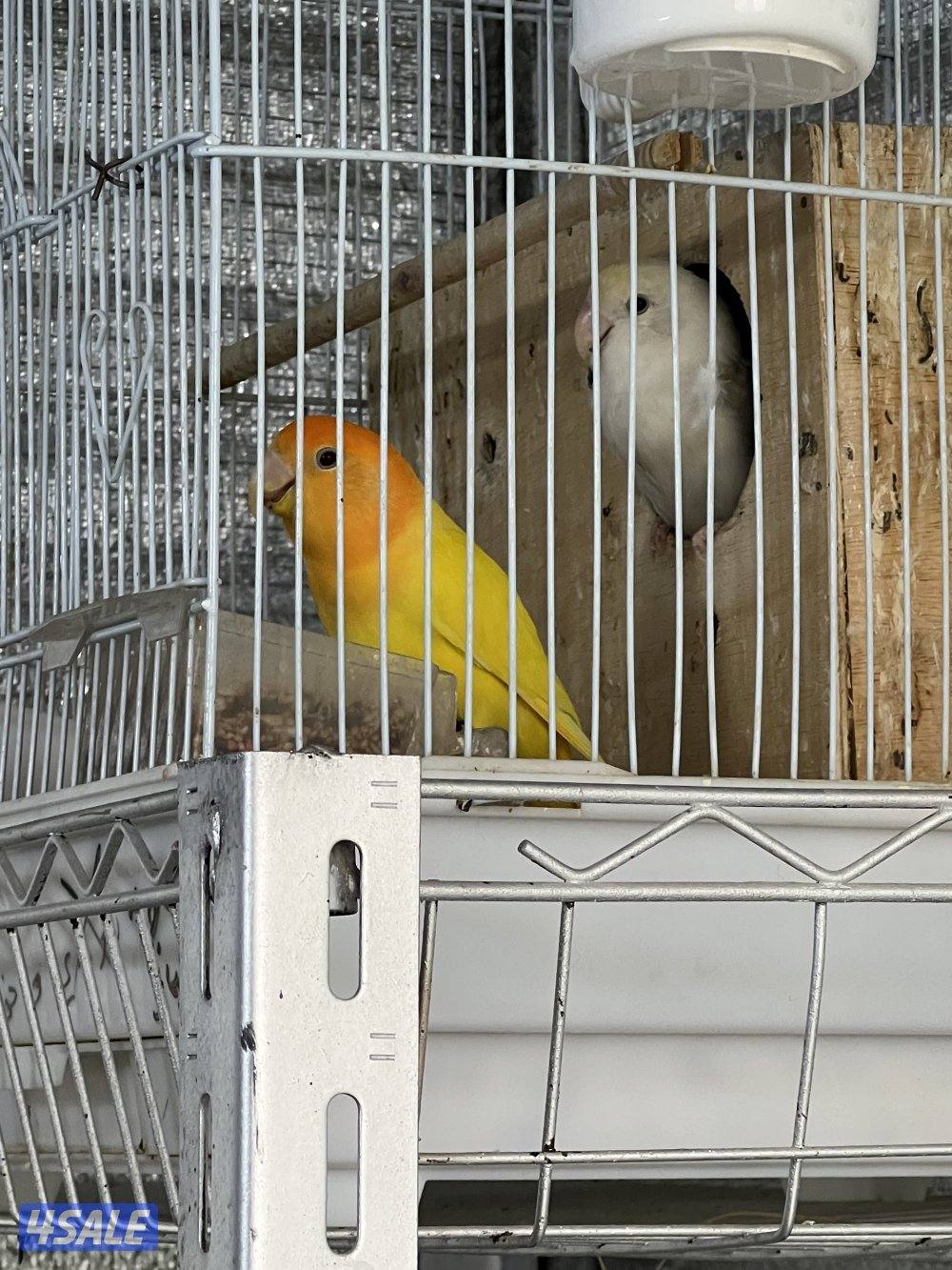 للبيع أزواج1