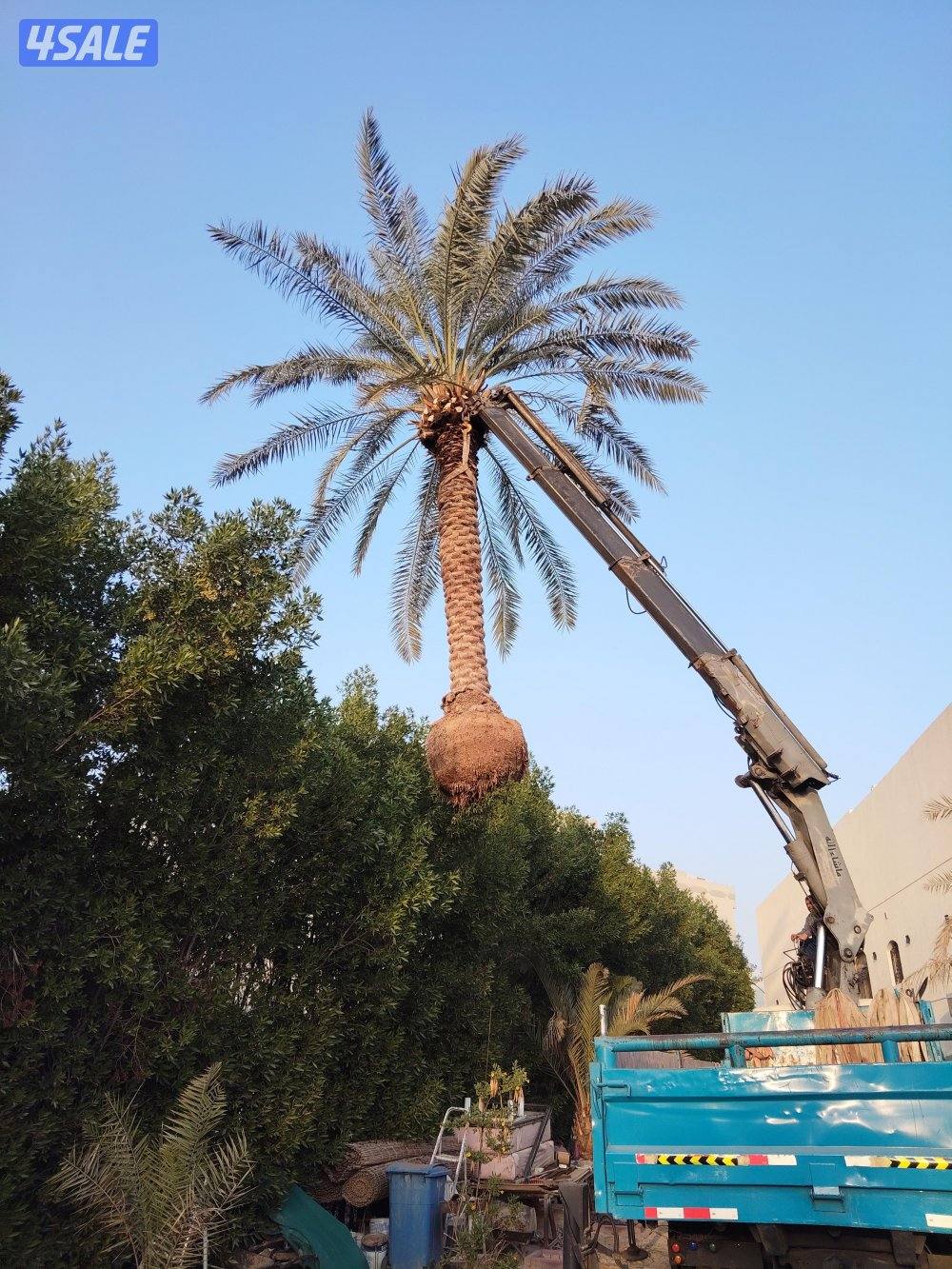 ابو علي للنخيل والزراعه والحدائق0