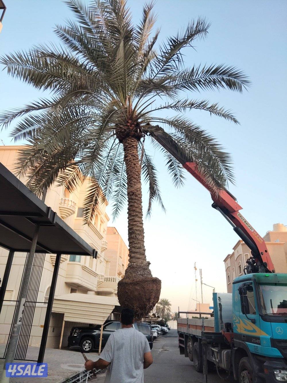 ابو علي للنخيل والزراعه والحدائق3