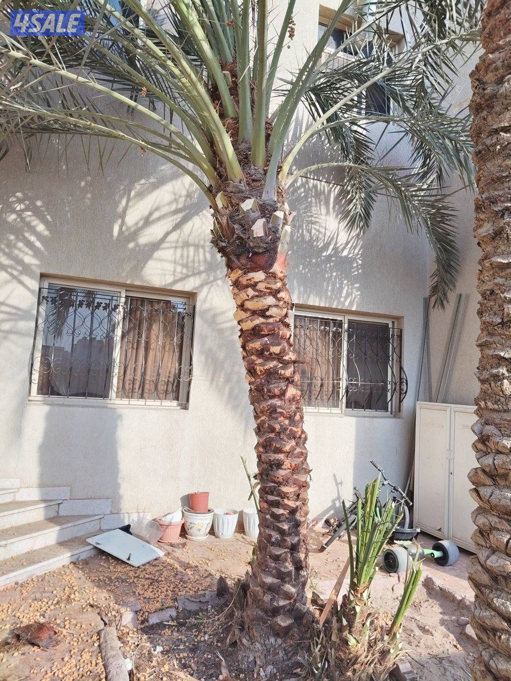 ابو علي للنخيل والزراعه والحدائق5