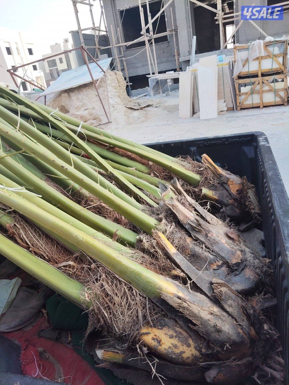 ابو علي للنخيل والزراعه والحدائق6