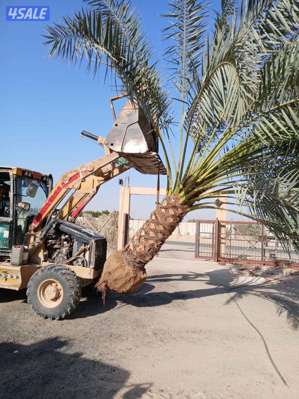 ابو علي للنخيل والزراعه والحدائق7