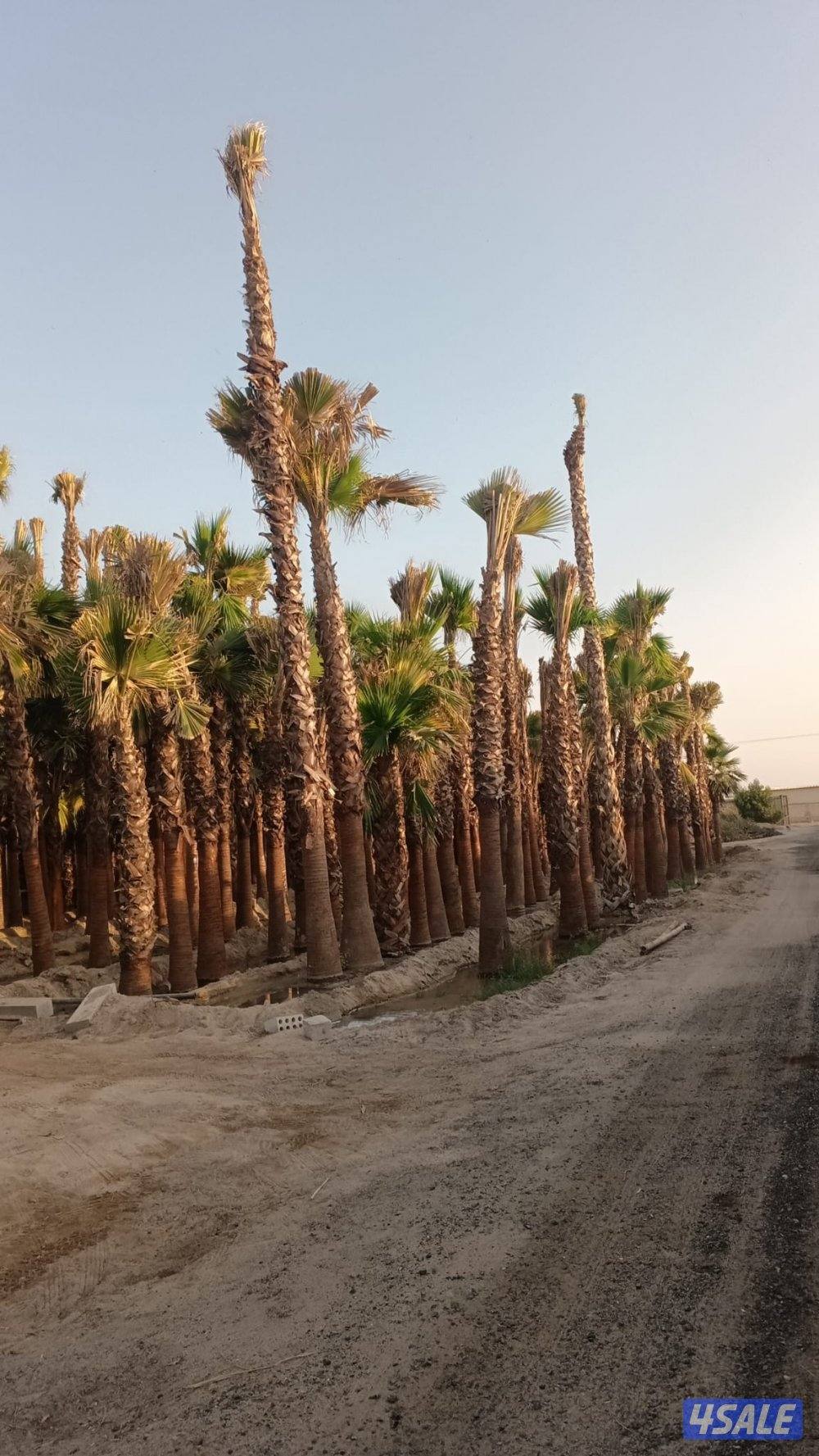 ابو علي للنخيل والزراعه والحدائق9