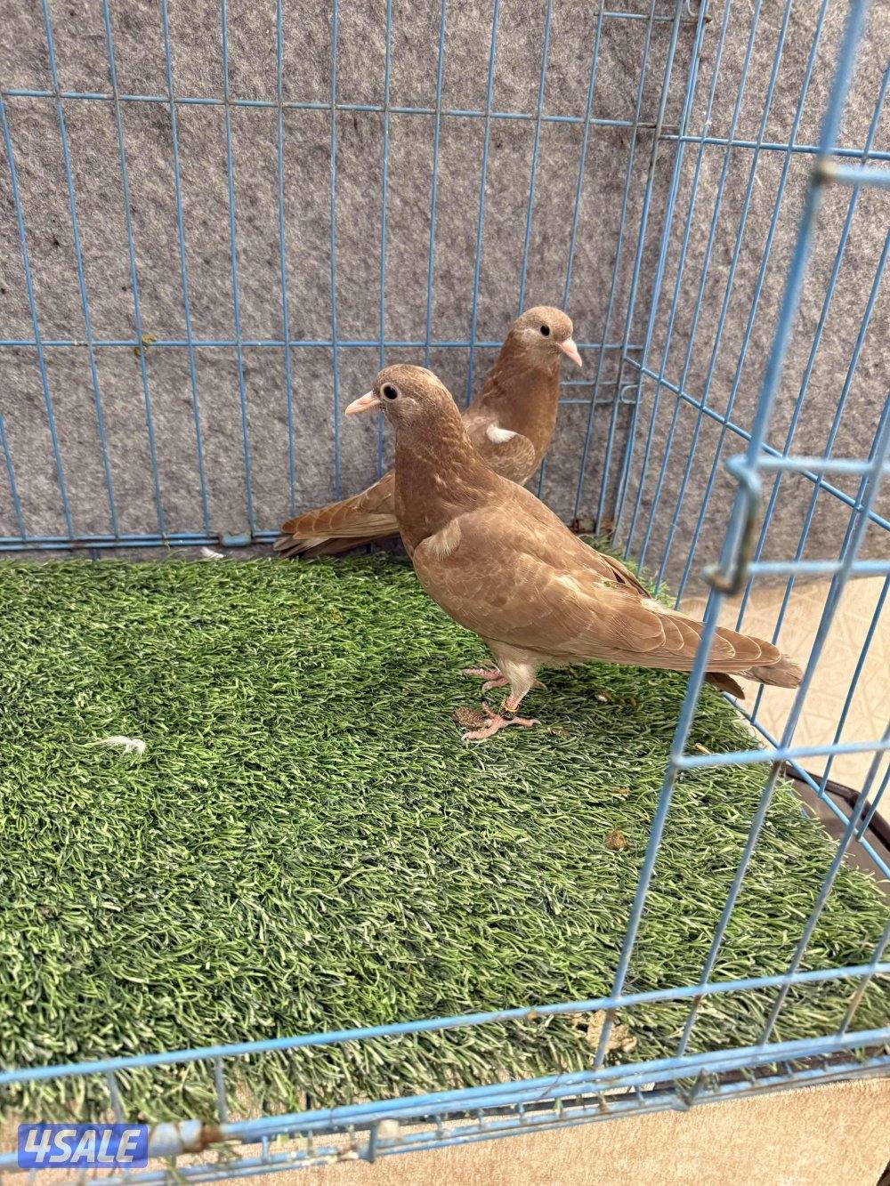 للبيع وقواق صنعاوي0