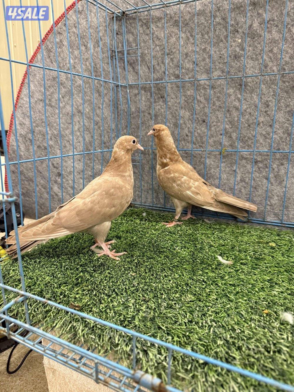 للبيع وقواق صنعاوي1