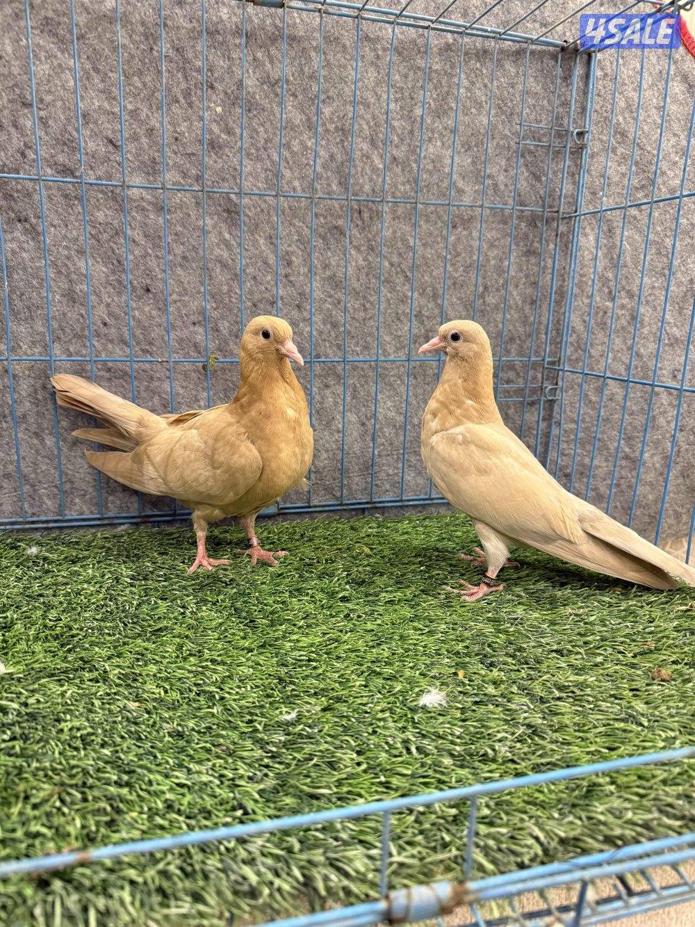 للبيع وقواق صنعاوي2