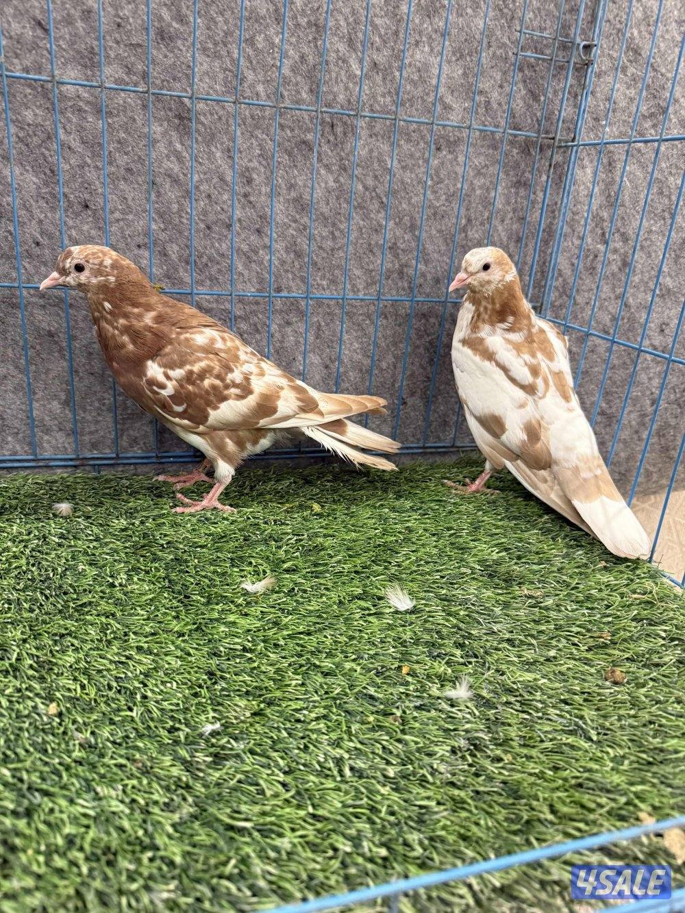 للبيع وقواق صنعاوي3