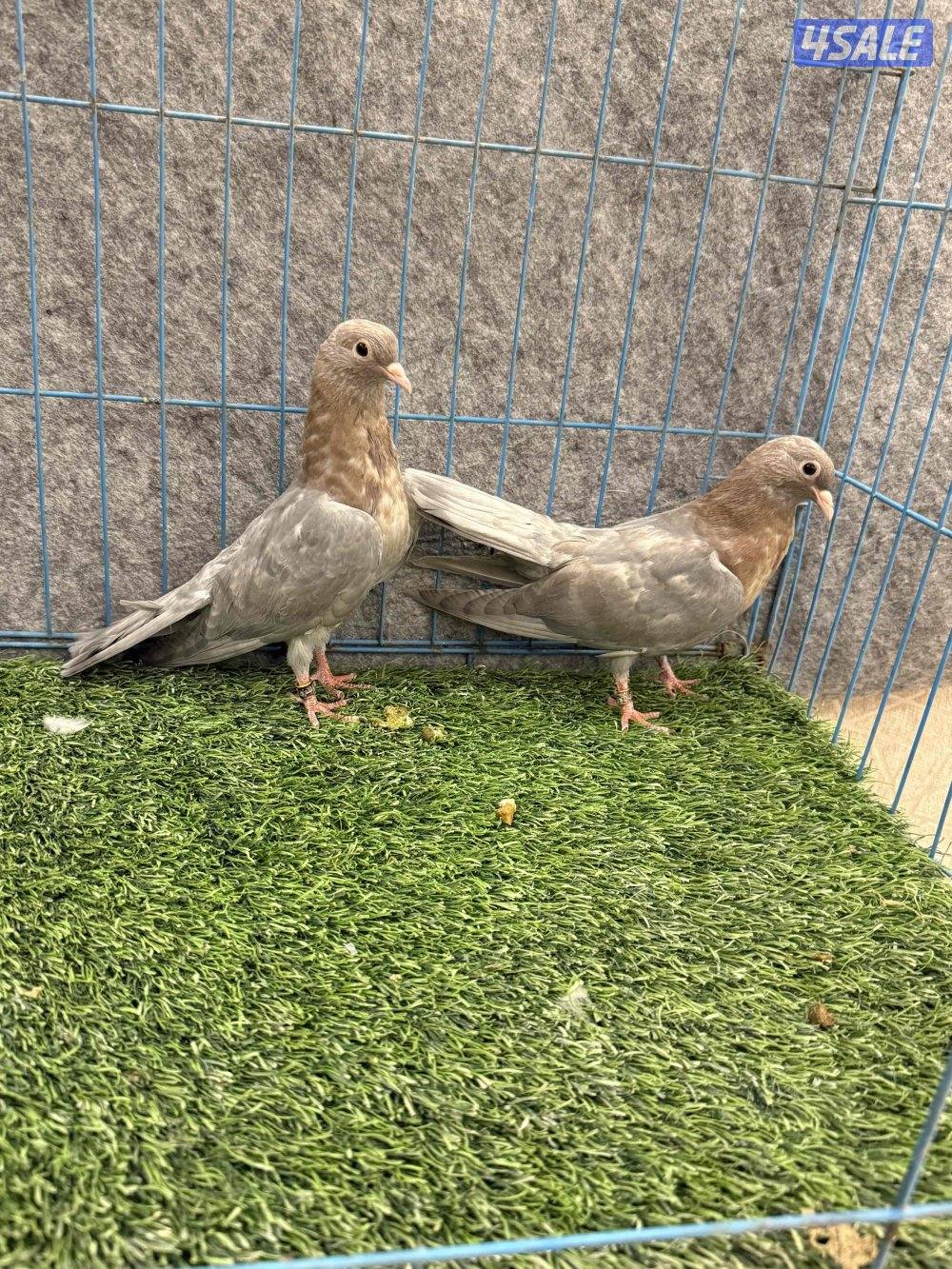 للبيع وقواق صنعاوي4