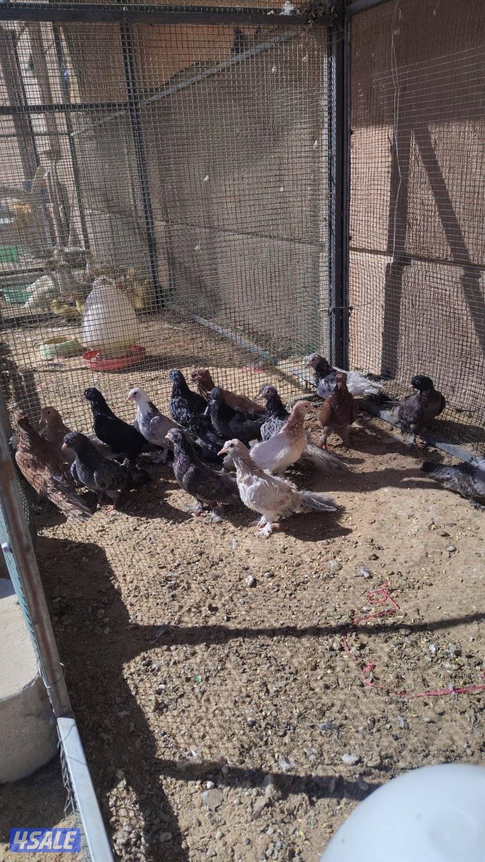 للبيع وقواق صنعاوي5