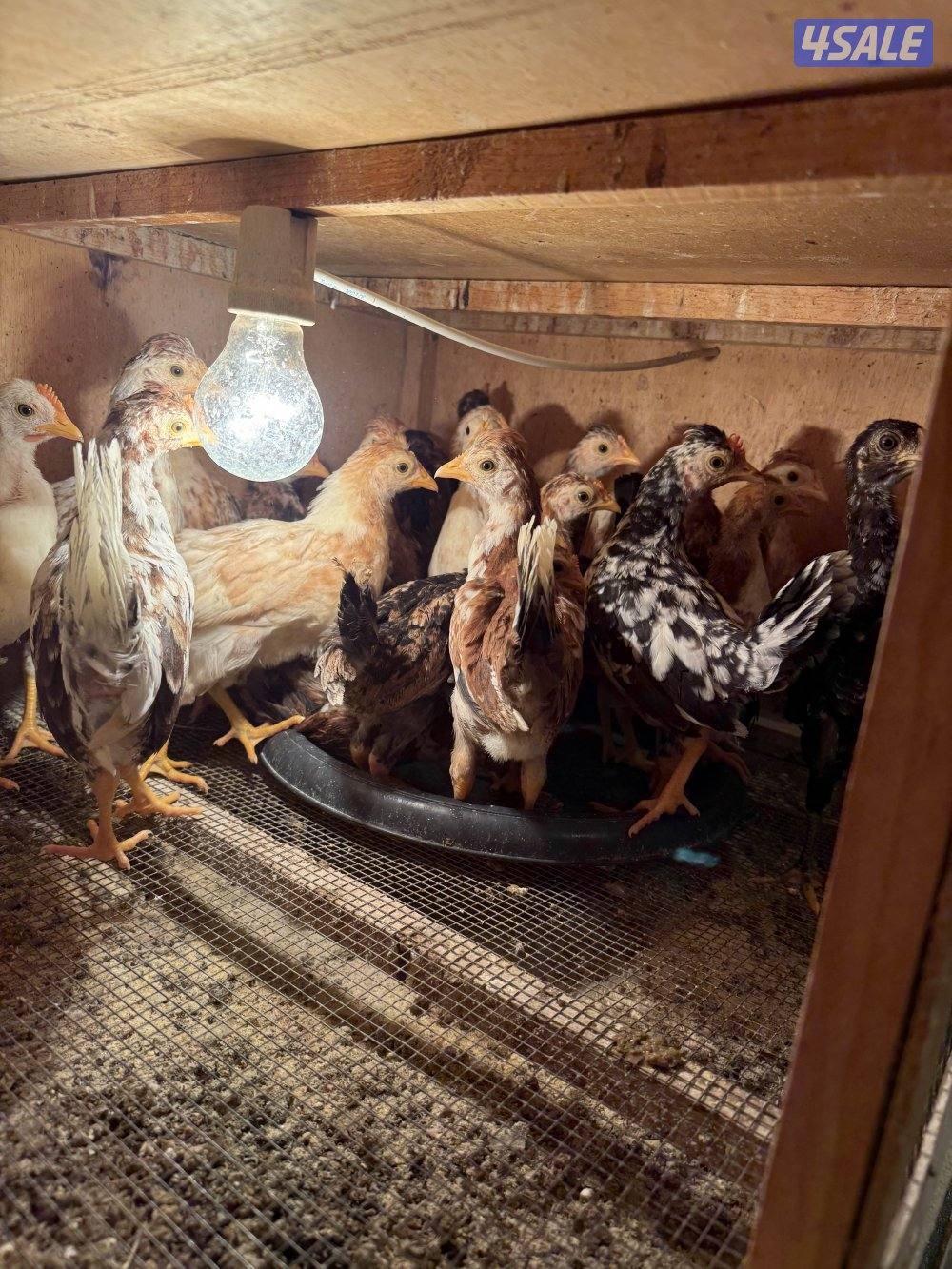 صيصان دجاج0