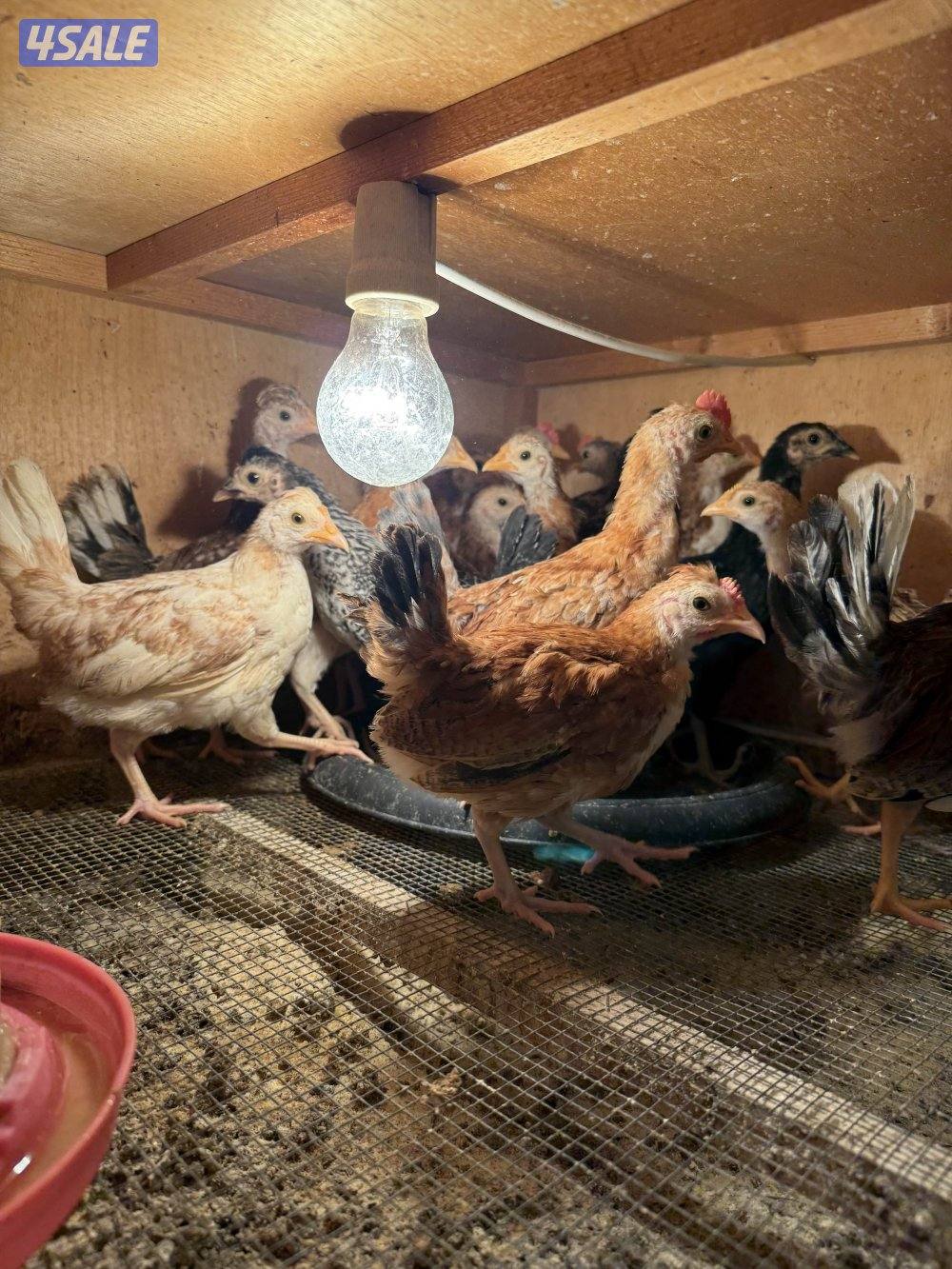 صيصان دجاج1