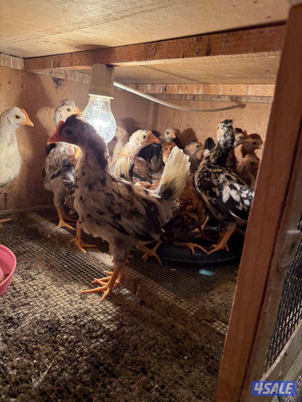 صيصان دجاج2